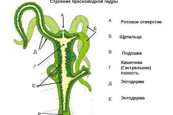 Что случилось с кракеном сайт