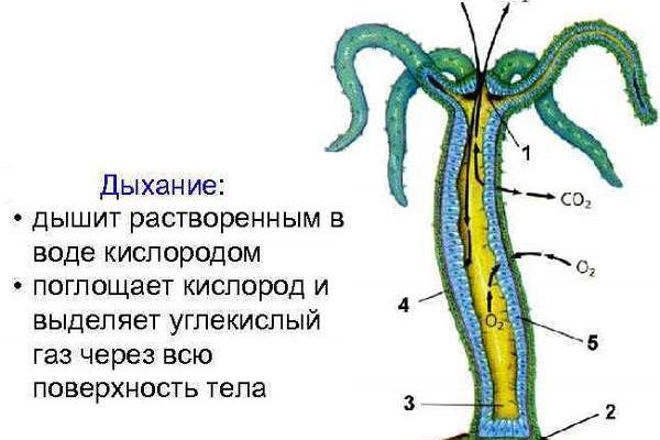 Ссылка на кракен тор kr2web in